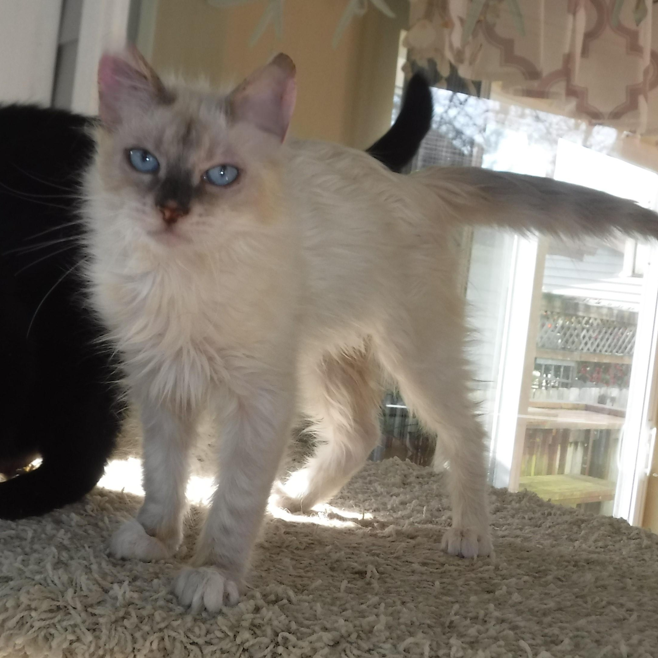 Enlarge Reuben - Handsome Little Siamese Mix, a ADOPTABLE mixed breed in Hoquiam, WA image 4/6
