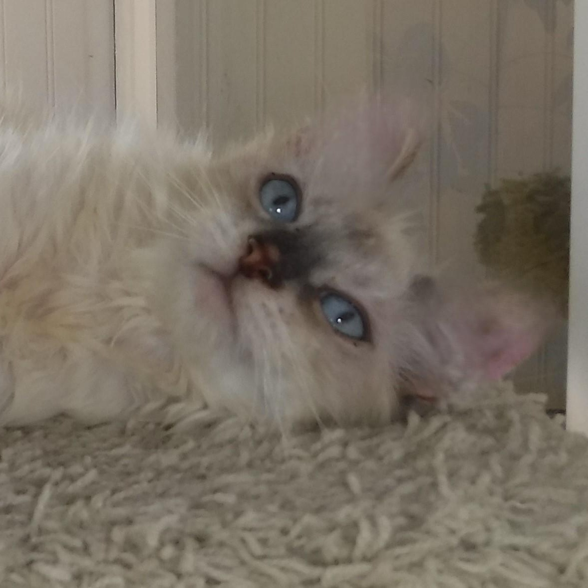 Enlarge Reuben - Handsome Little Siamese Mix, a ADOPTABLE mixed breed in Hoquiam, WA image 2/6