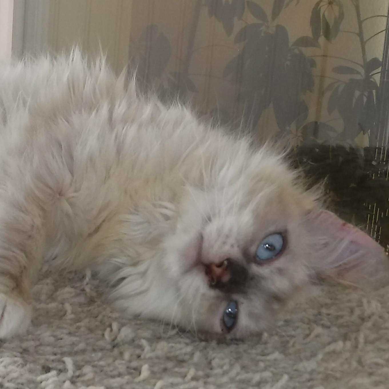 Enlarge Reuben - Handsome Little Siamese Mix, a ADOPTABLE mixed breed in Hoquiam, WA image 3/6