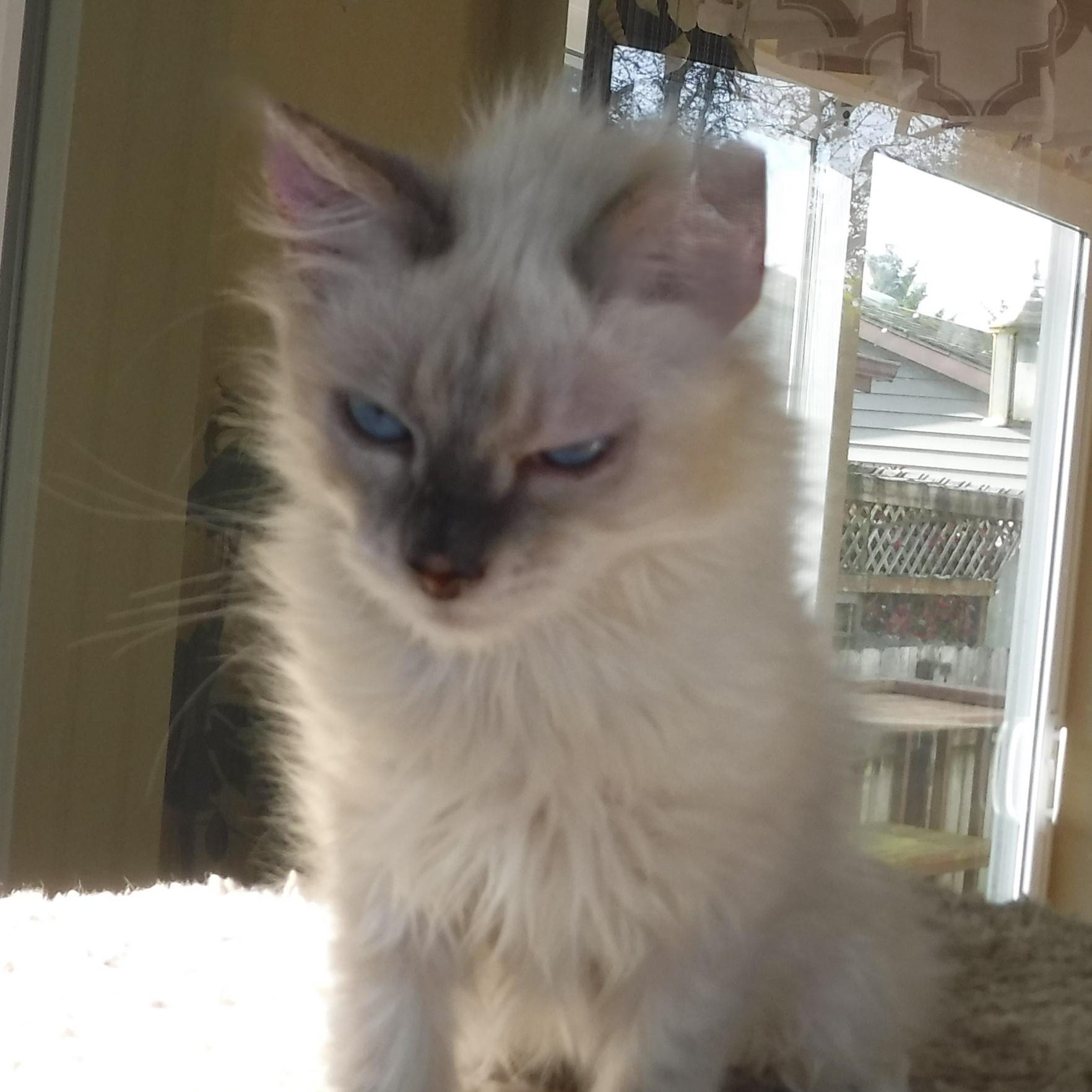 Enlarge Reuben - Handsome Little Siamese Mix, a ADOPTABLE mixed breed in Hoquiam, WA image 5/6