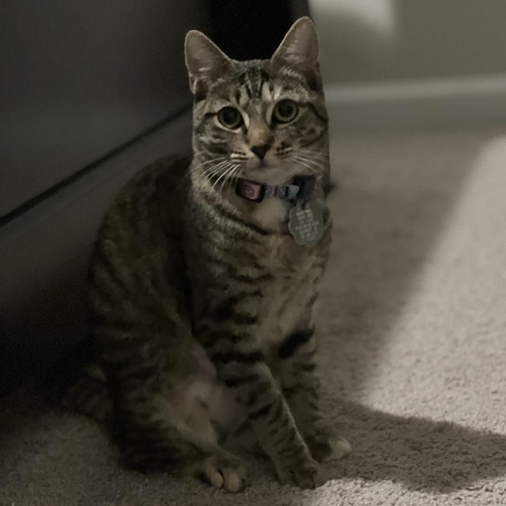 Enlarge Sasha, a Adoptable American Shorthair in Columbus, GA image 1/5