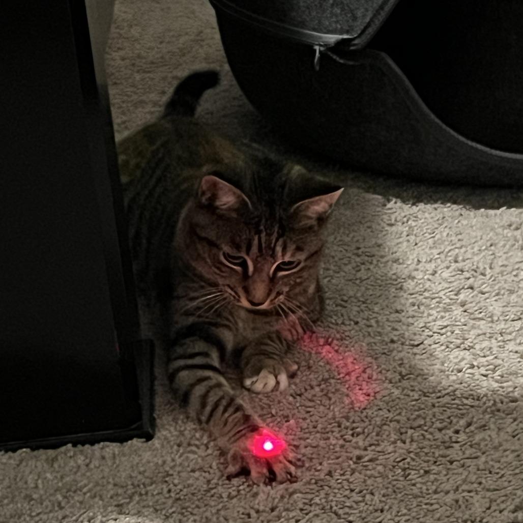 Enlarge Sasha, a Adoptable American Shorthair in Columbus, GA image 3/5