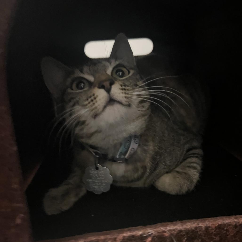 Enlarge Sasha, a Adoptable American Shorthair in Columbus, GA image 5/5