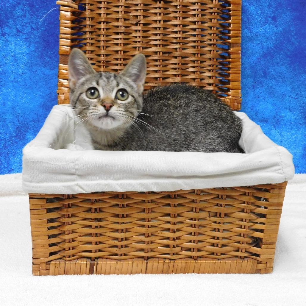 Enlarge Hillary, a Adoptable Domestic Short Hair in Canton, IL image 1/4