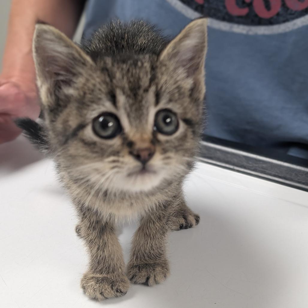 Enlarge Hillary, a Adoptable Domestic Short Hair in Canton, IL image 2/4