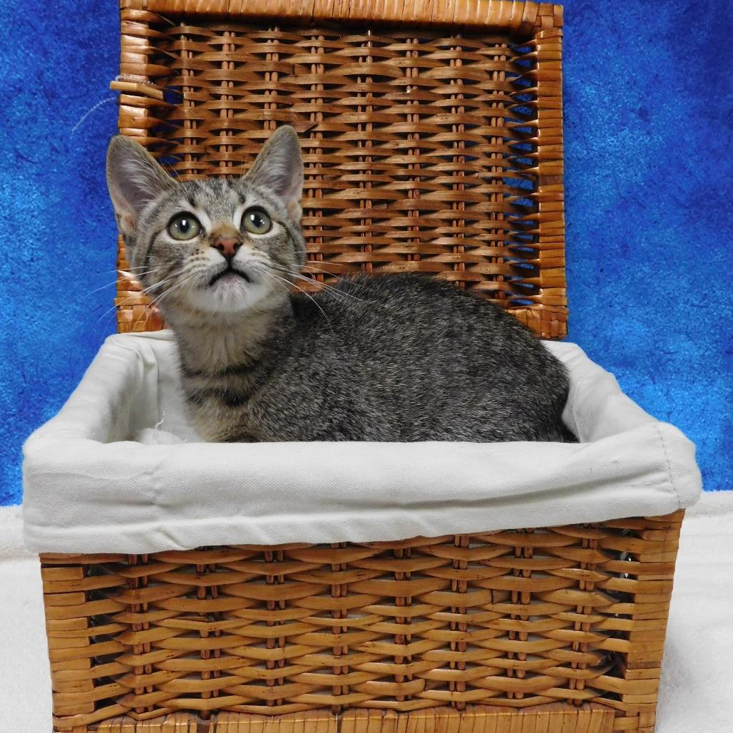 Enlarge Hillary, a Adoptable Domestic Short Hair in Canton, IL image 3/4