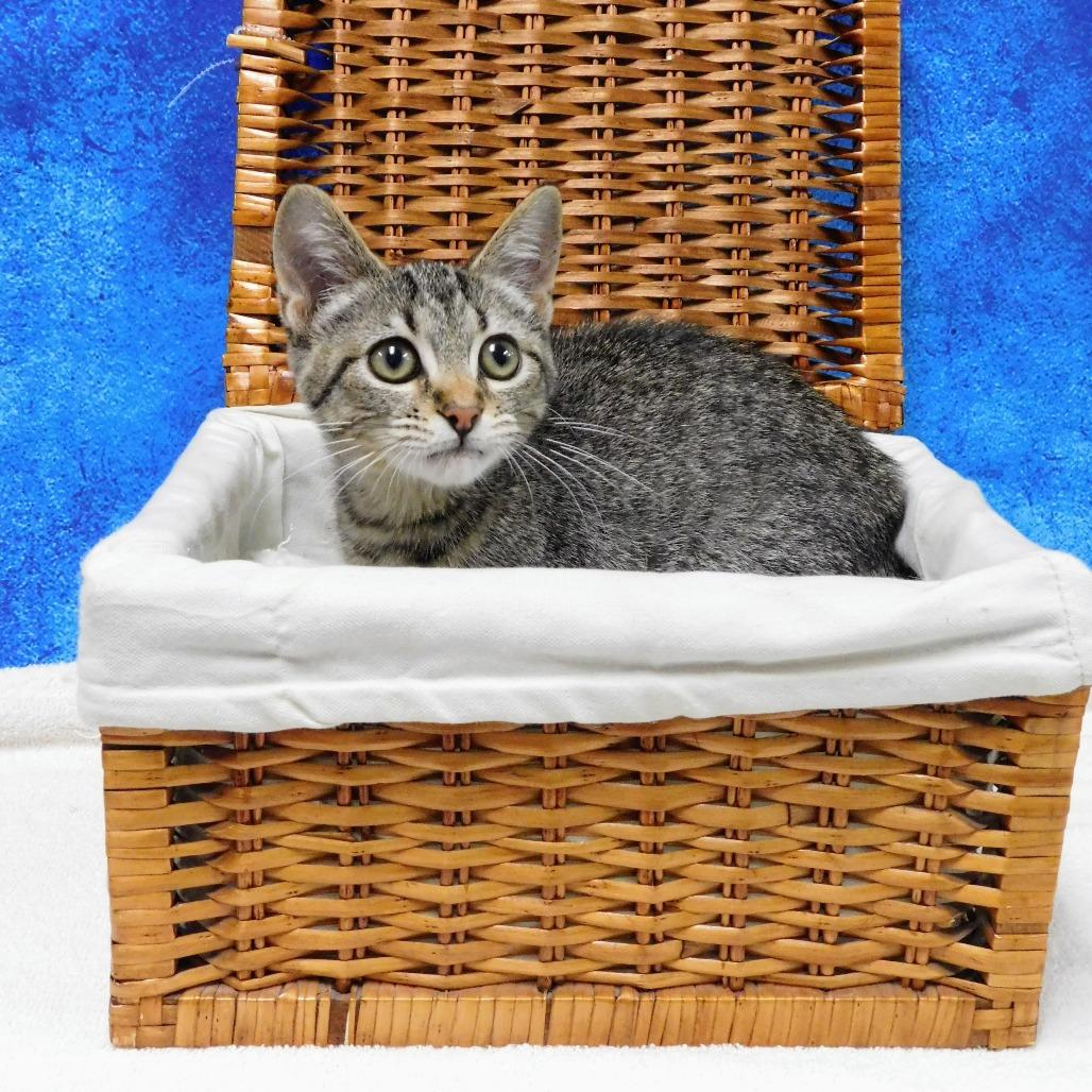 Enlarge Hillary, a Adoptable Domestic Short Hair in Canton, IL image 4/4