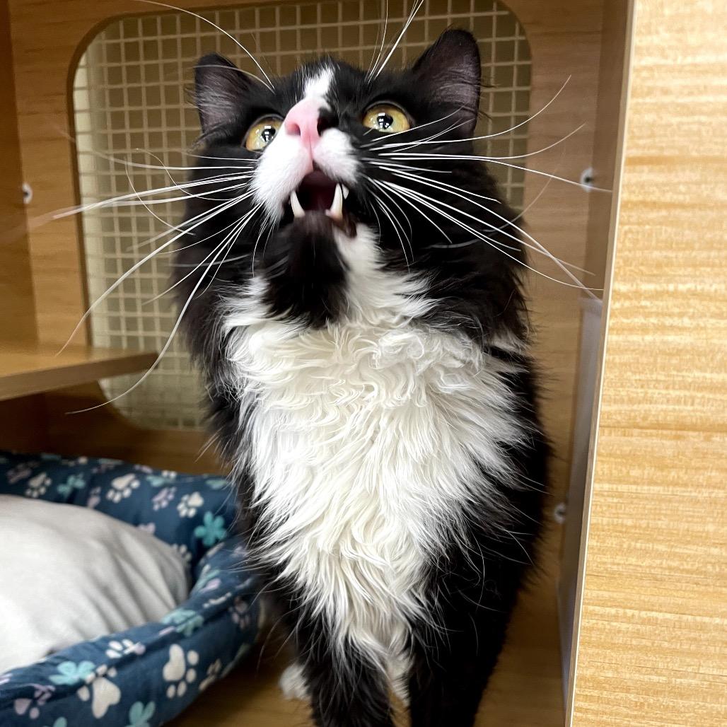 Bond, Adoptable, Adult Male Domestic Long Hair.
