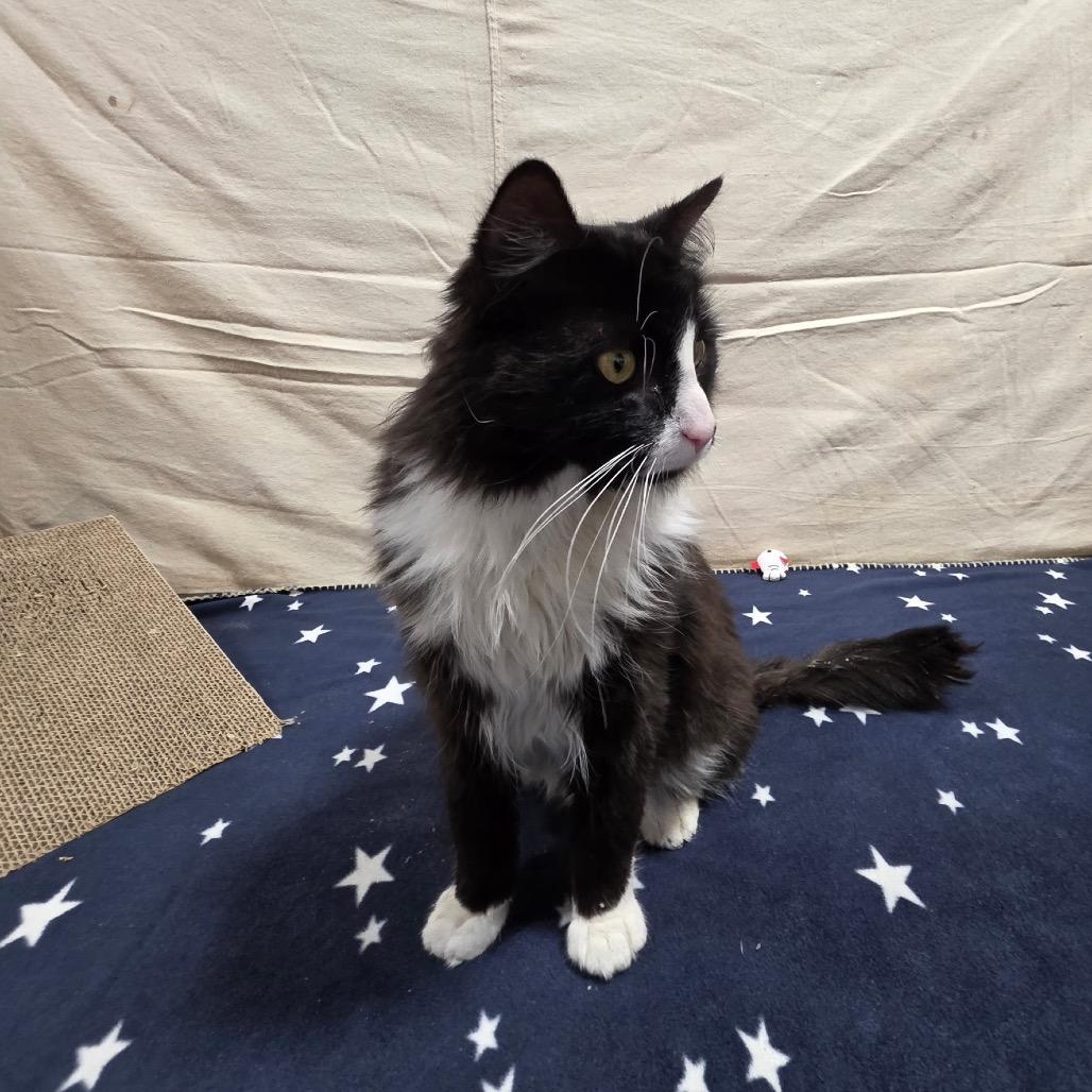 Enlarge Bond, a Adoptable Domestic Long Hair in Granville, OH image 2/6