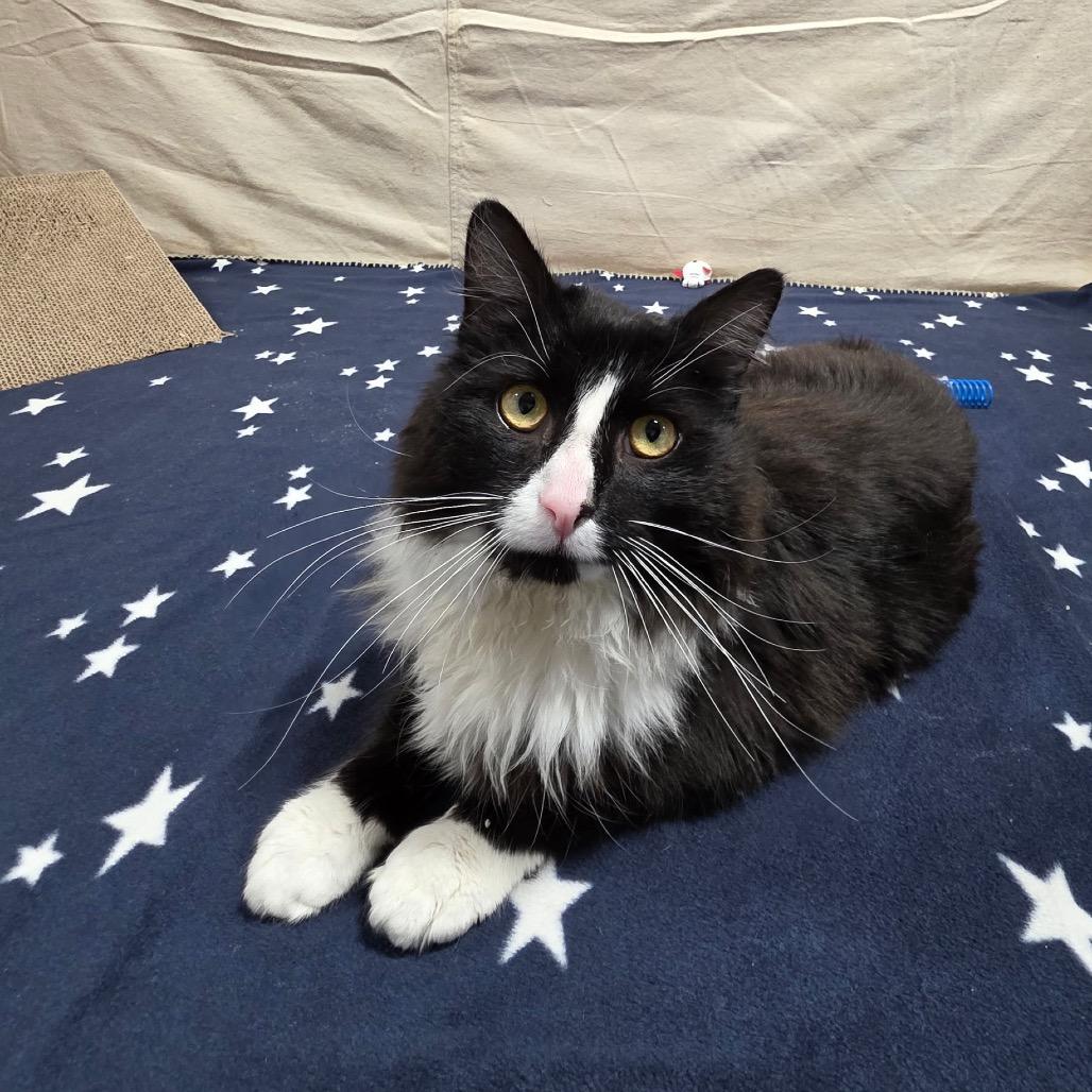 Enlarge Bond, a Adoptable Domestic Long Hair in Granville, OH image 3/6