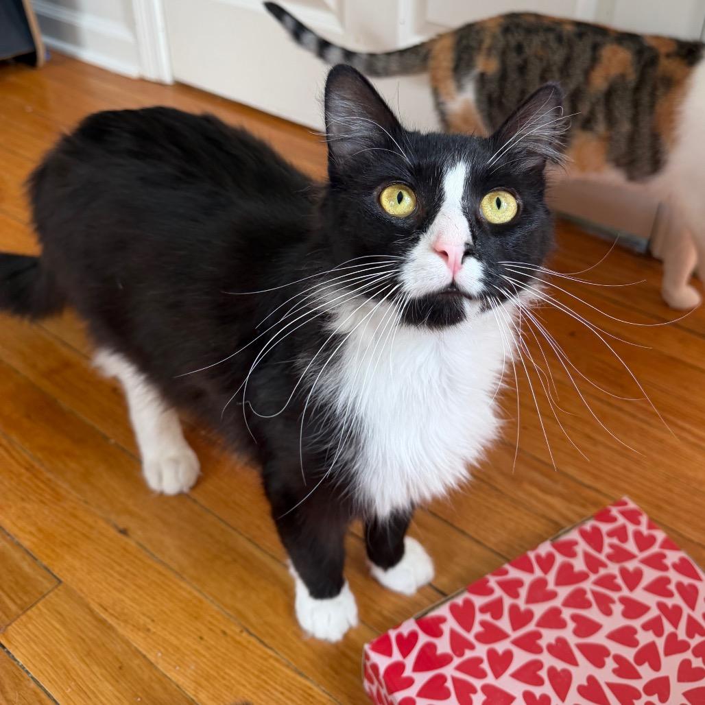 Enlarge Bond, a Adoptable Domestic Long Hair in Granville, OH image 4/6
