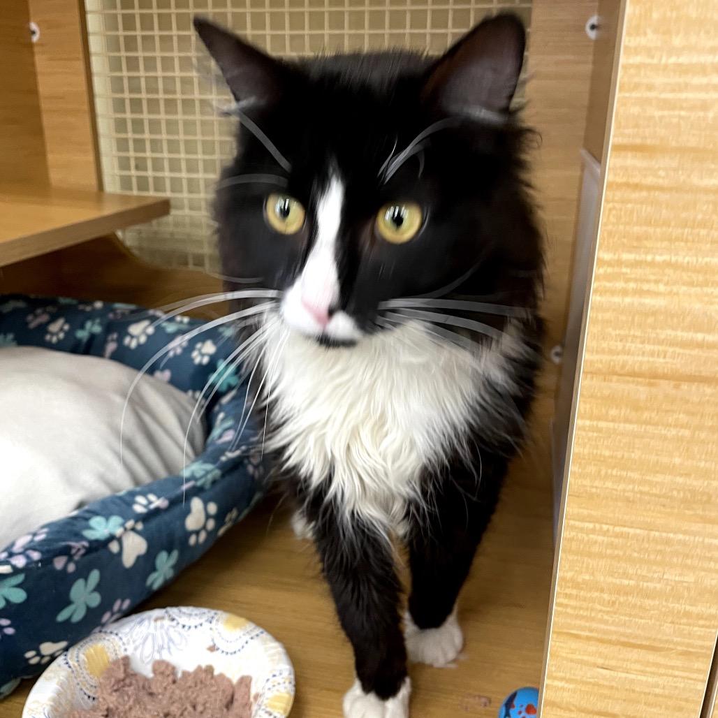 Enlarge Bond, a Adoptable Domestic Long Hair in Granville, OH image 4/6