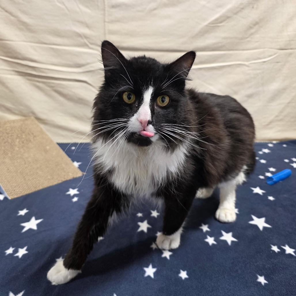 Enlarge Bond, a Adoptable Domestic Long Hair in Granville, OH image 5/6