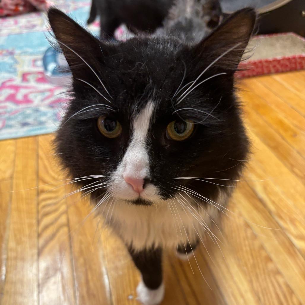 Enlarge Bond, a Adoptable Domestic Long Hair in Granville, OH image 6/6