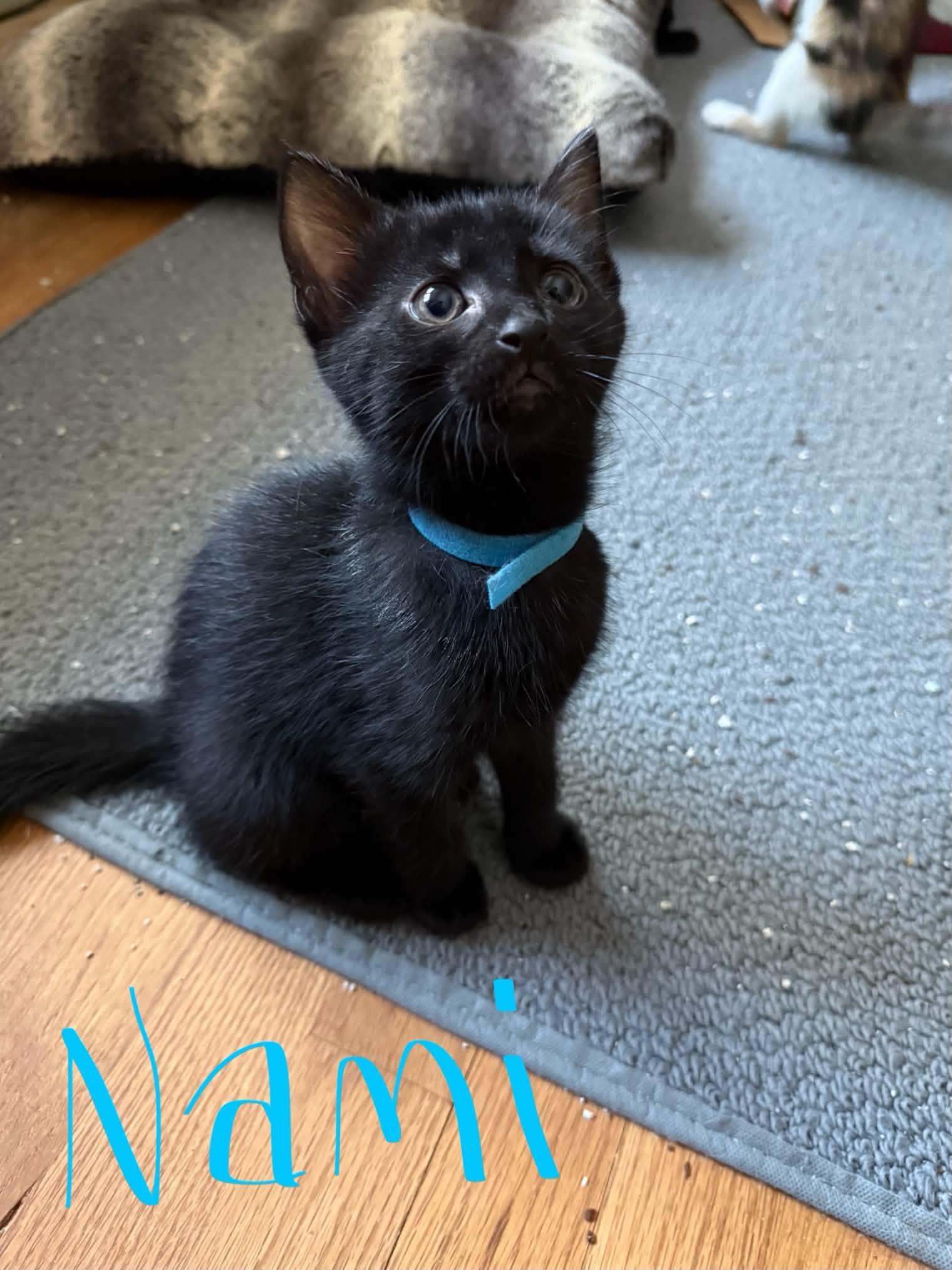 Enlarge Nami, a Adoptable Domestic Short Hair in Westfield, MA image 1/1