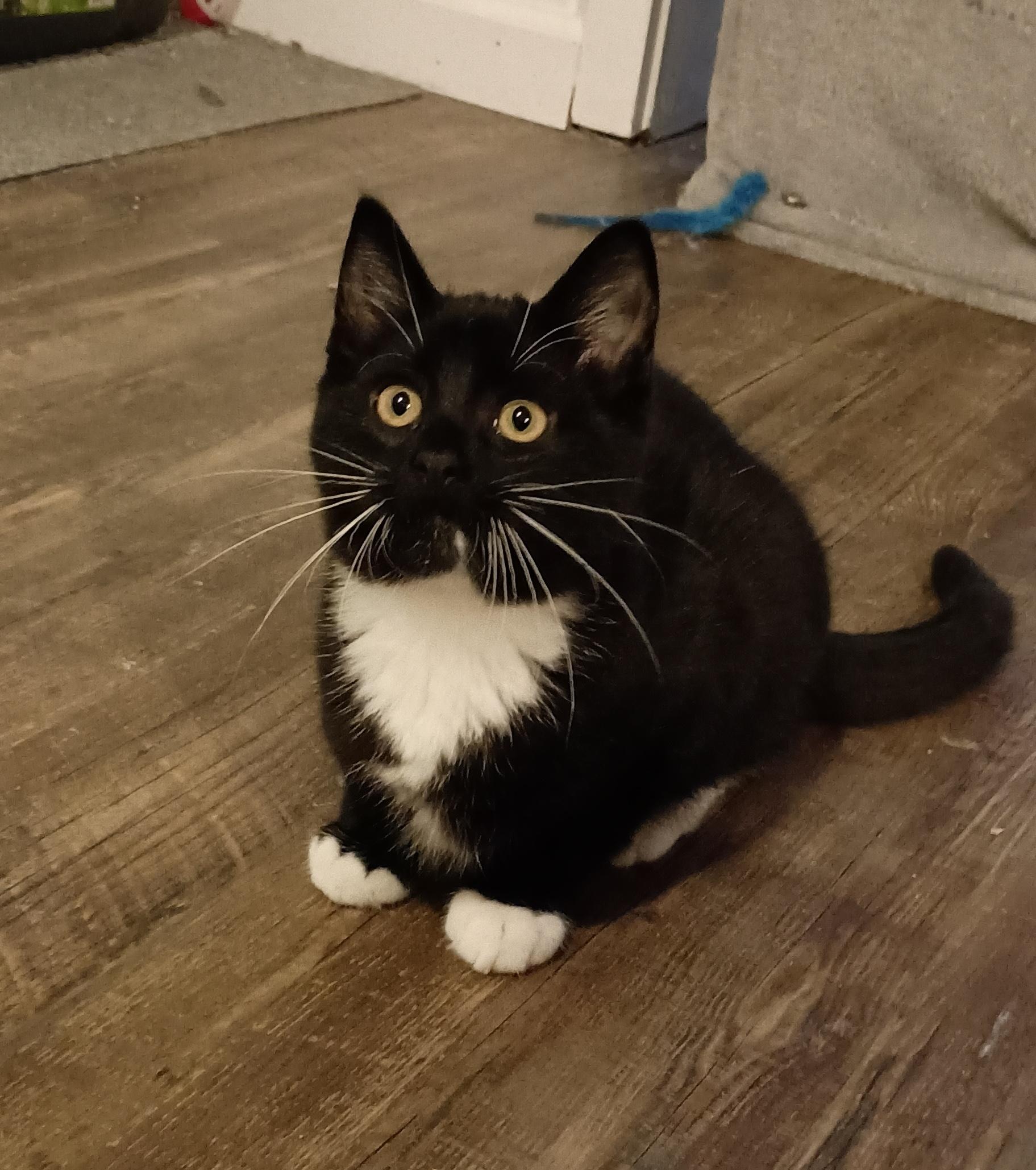 Enlarge Tom Ford, a Adoptable Tuxedo in Oswego, NY image 2/2