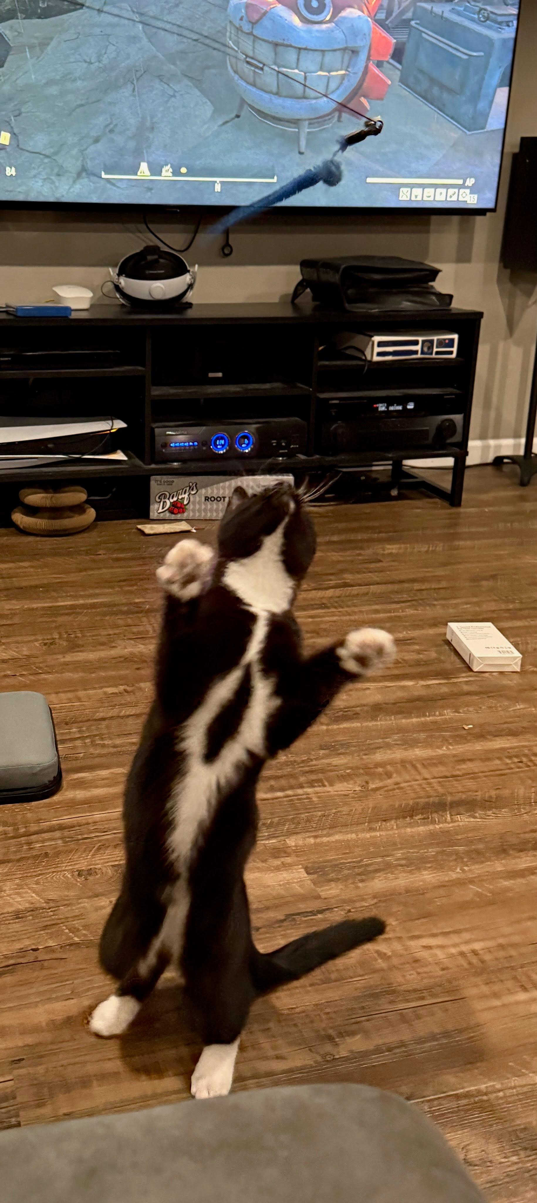 Enlarge Tom Ford, a Adoptable Tuxedo in Oswego, NY image 1/2