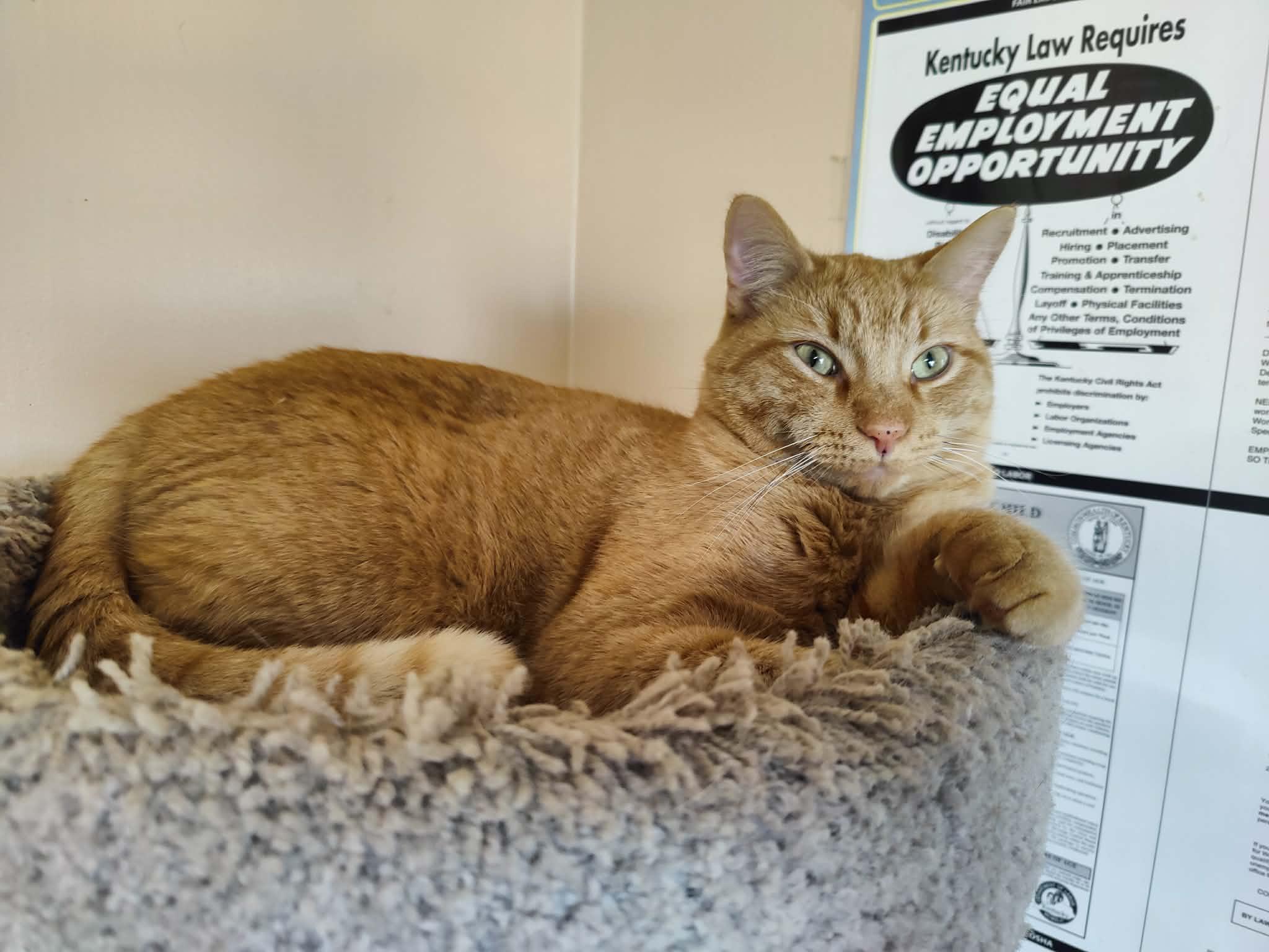 Enlarge Dante, a Adoptable Domestic Short Hair in Vine Grove, KY image 6/6