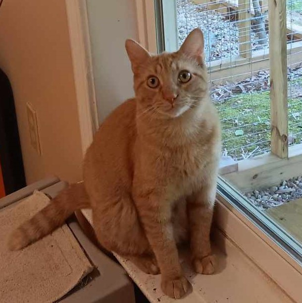 Dante, a Adoptable Domestic Short Hair in Vine Grove, KY image 3/6