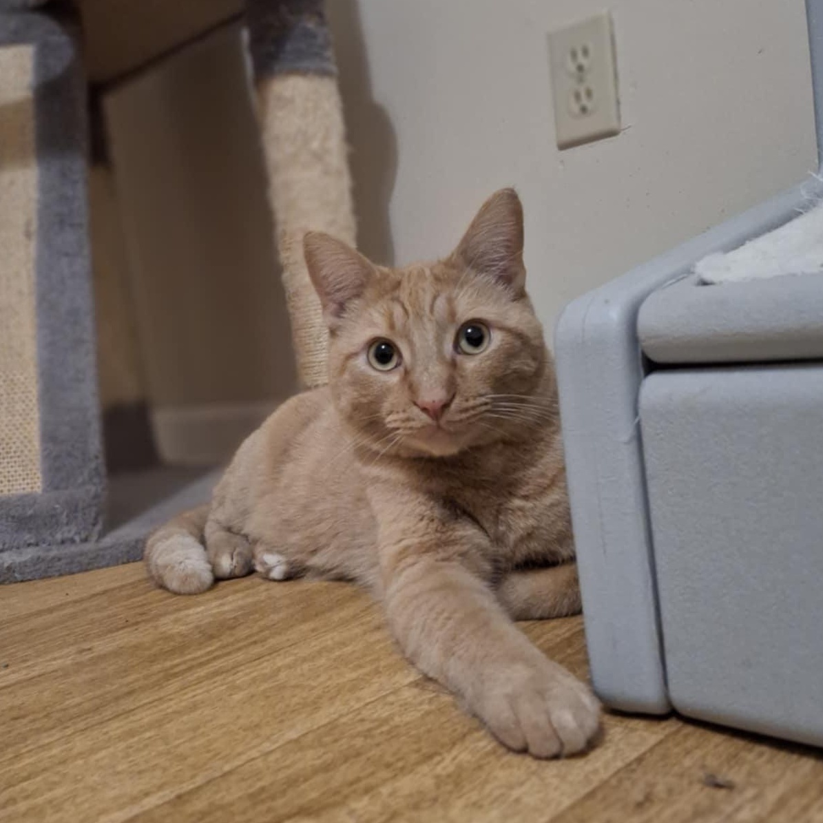 Dante, a Adoptable Domestic Short Hair in Vine Grove, KY image 2/6