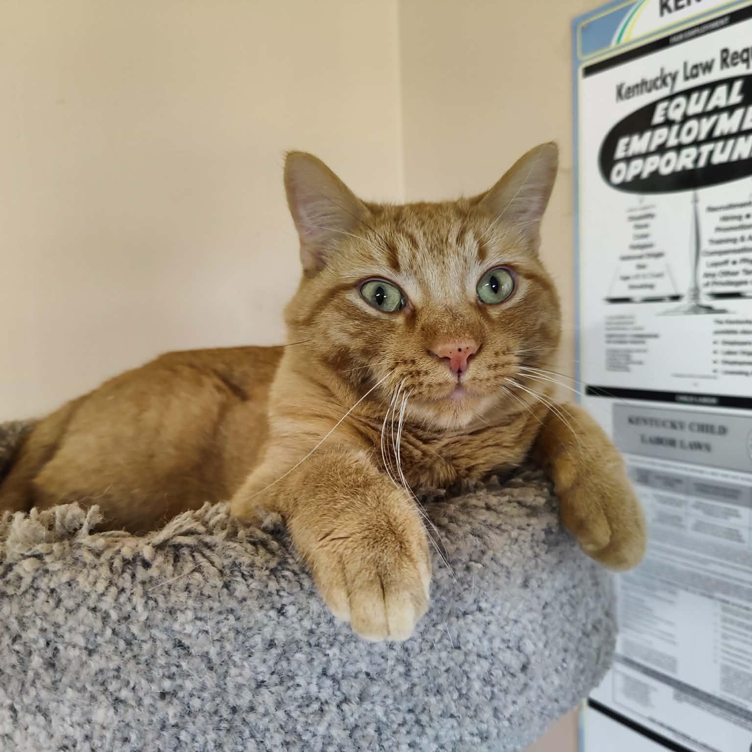Enlarge Dante, a Adoptable Domestic Short Hair in Vine Grove, KY image 1/6