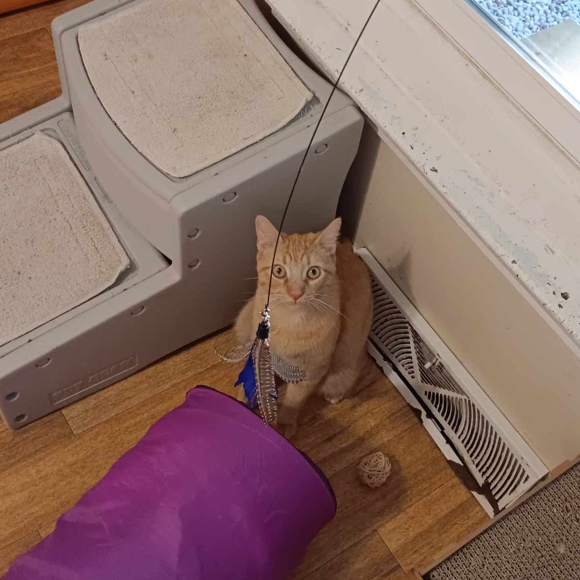 Dante, a Adoptable Domestic Short Hair in Vine Grove, KY image 6/6