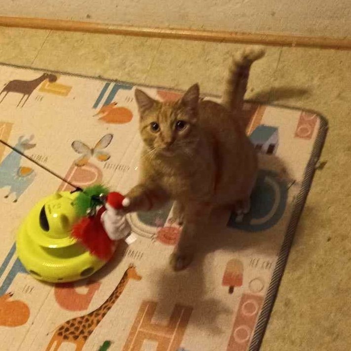 Dante, a Adoptable Domestic Short Hair in Vine Grove, KY image 4/6