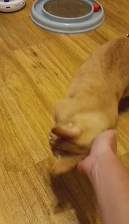 Enlarge Dante, a Adoptable Domestic Short Hair in Vine Grove, KY video 5/6