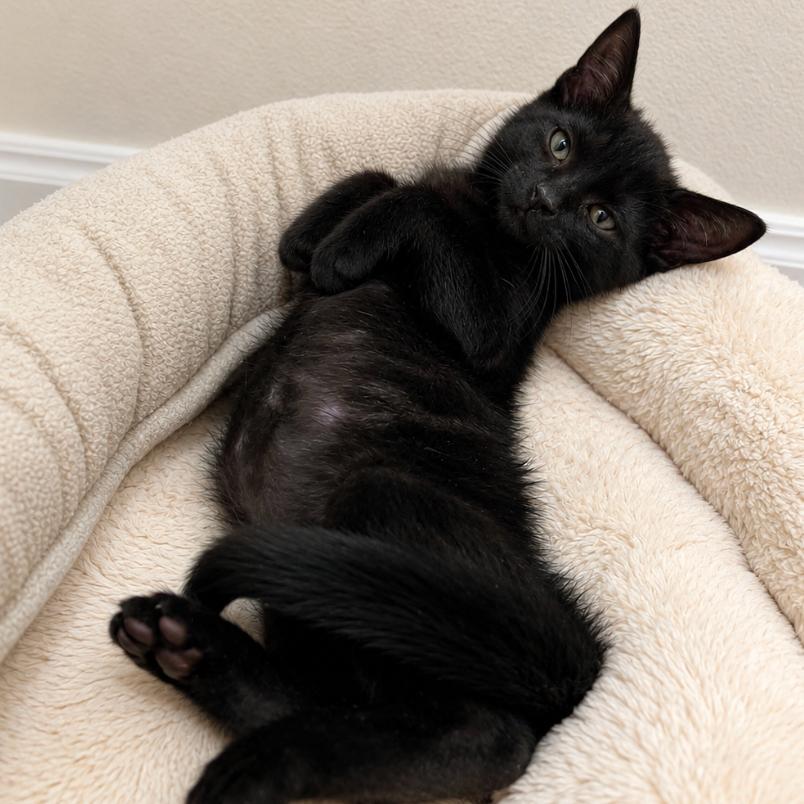 Ulric, Adoptable, Kitten Male Domestic Short Hair.