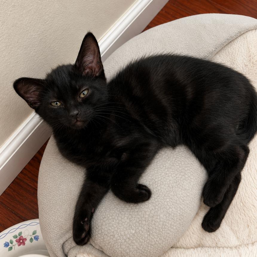 Ulric, a Adoptable Domestic Short Hair in Pacific Palisades, CA image 2/2