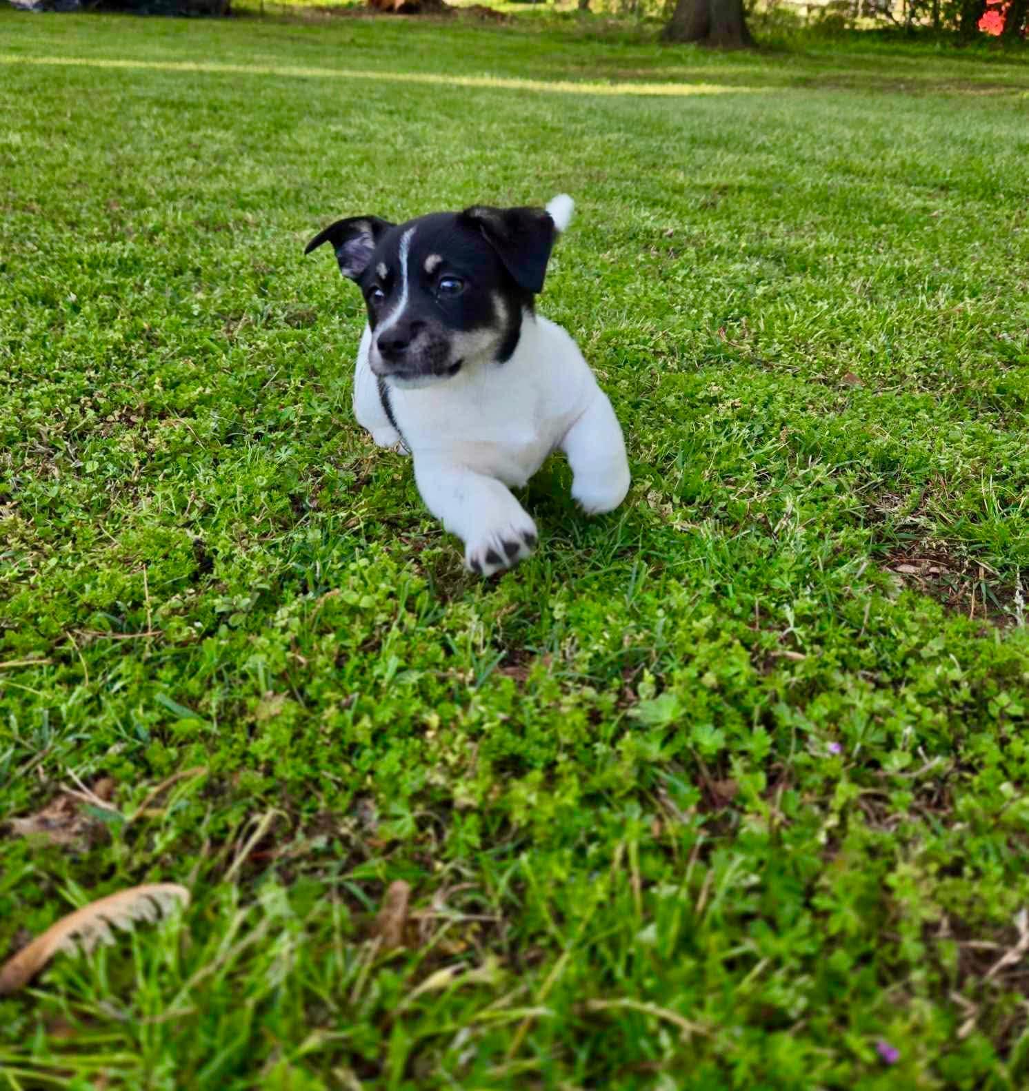 Emmy, Adoptable, Puppy Female Mixed Breed.