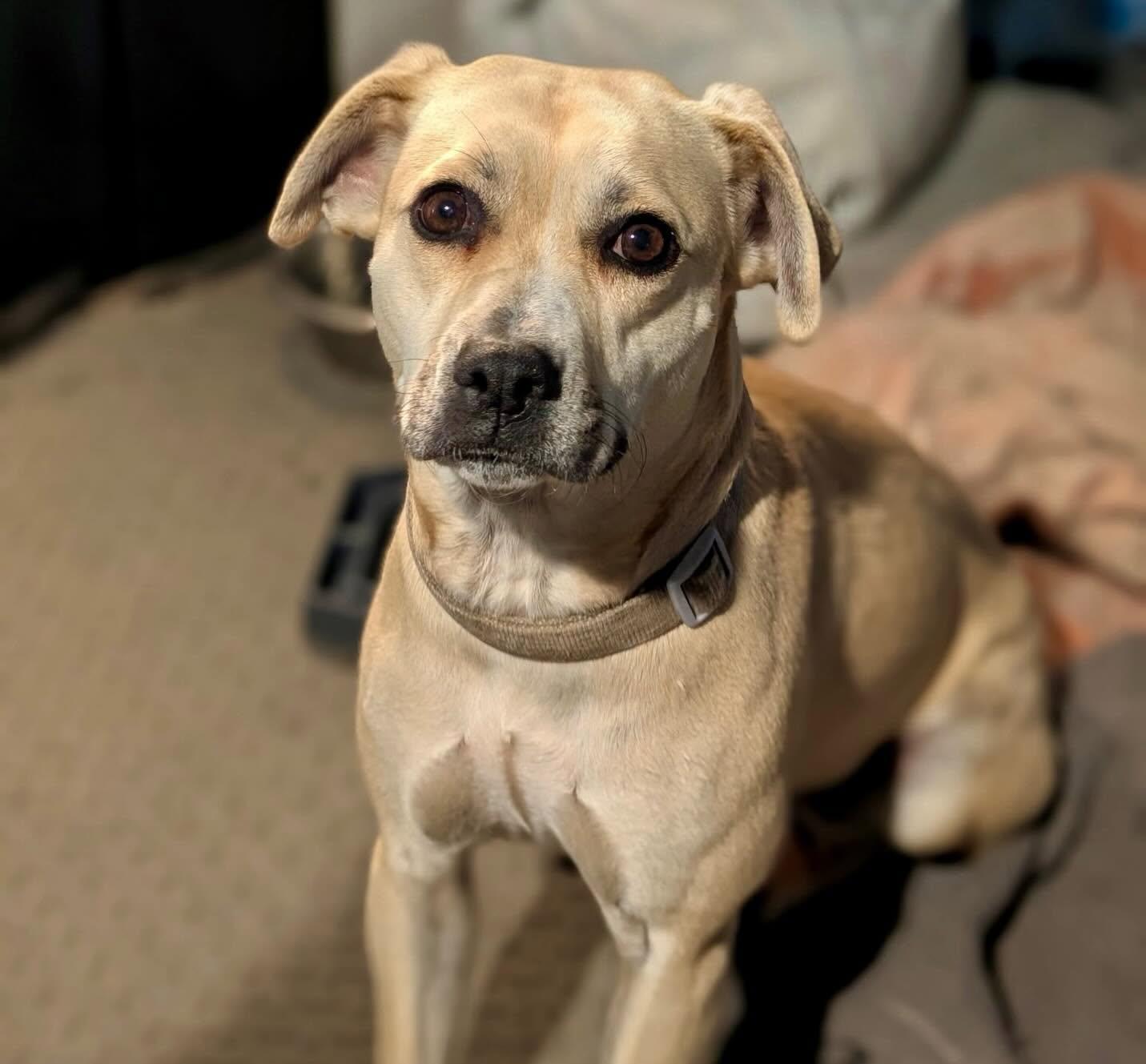Shadow Girlie, an adopted mixed breed in Raleigh, NC image 1/3