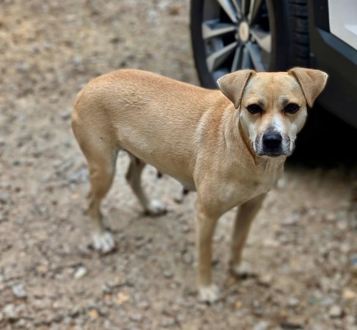 Shadow Girlie, an adopted mixed breed in Raleigh, NC image 2/3