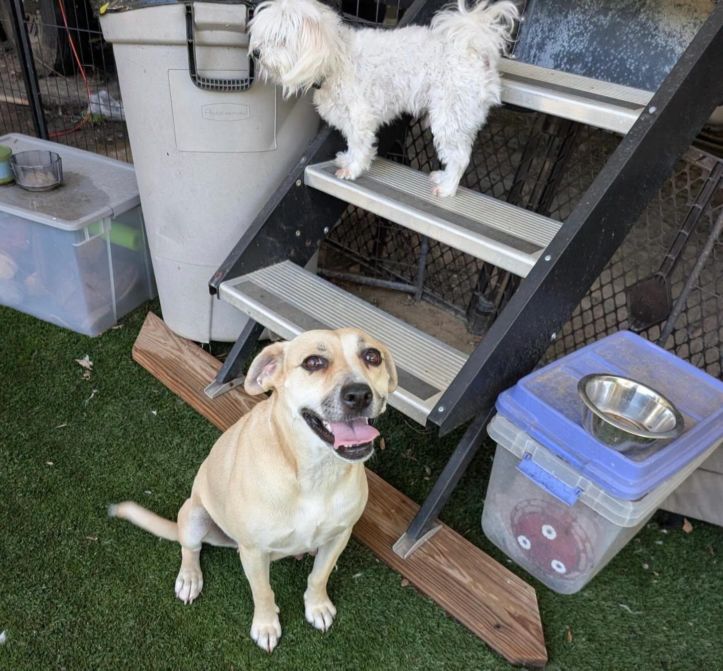Shadow Girlie, an adopted mixed breed in Raleigh, NC image 3/3