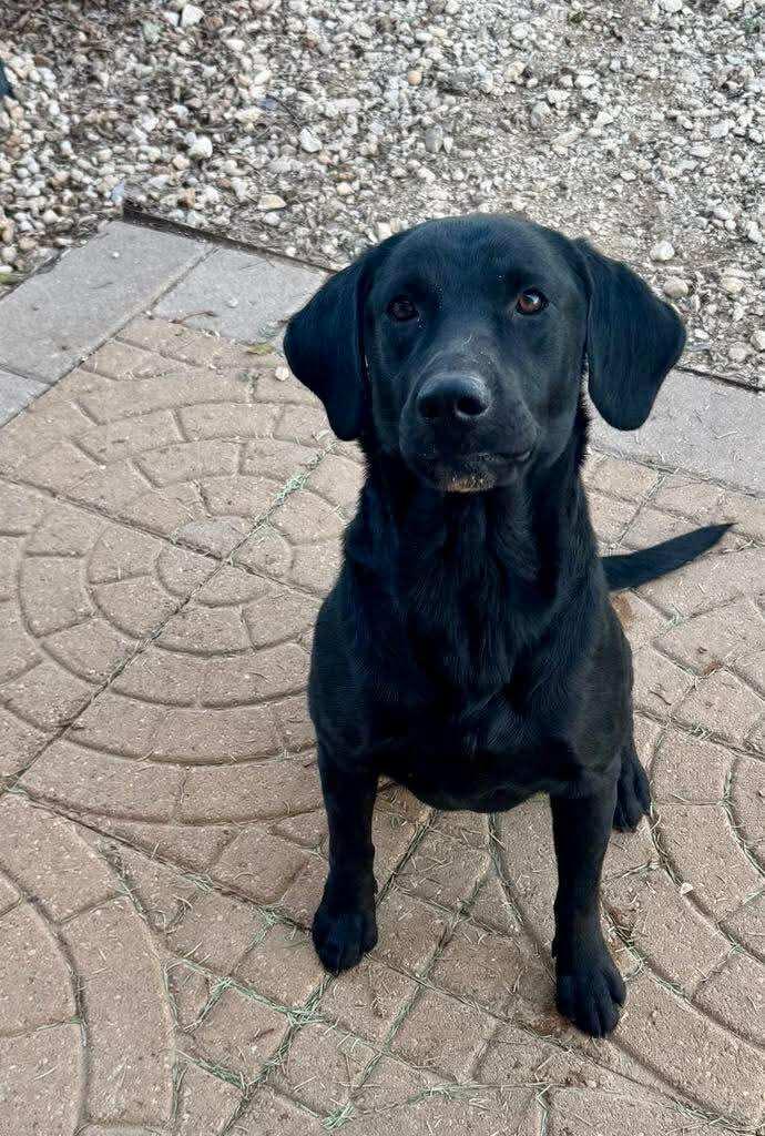 Phoenix, Adoptable, Puppy Male Black Labrador Retriever.