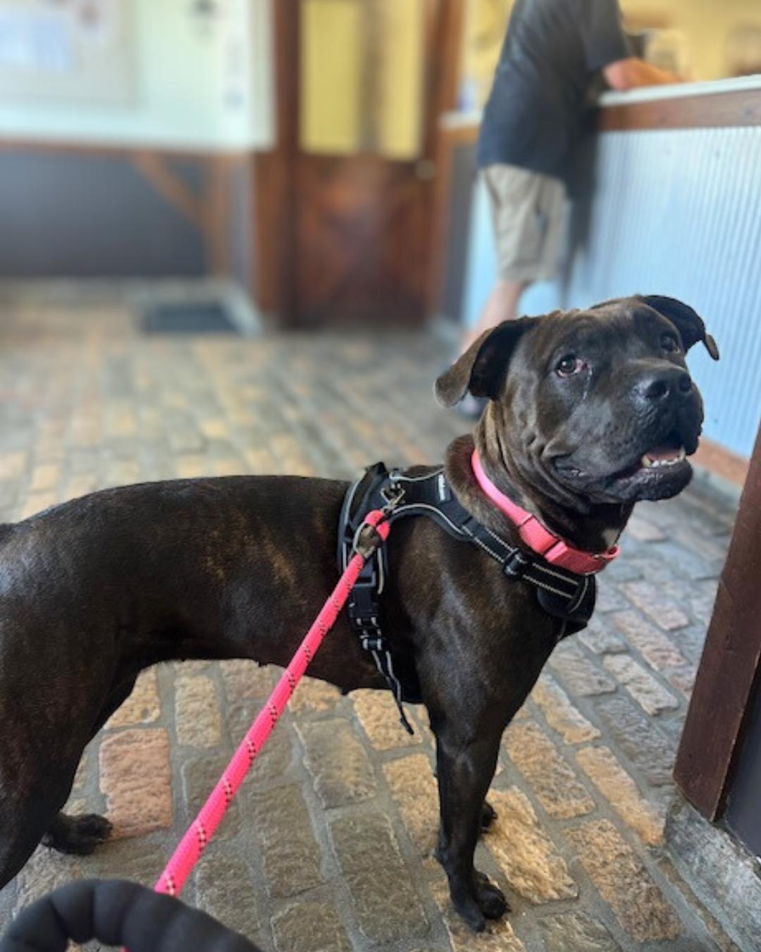 Enlarge Rosie, a Adoptable mixed breed in Valley Village, CA image 4/5