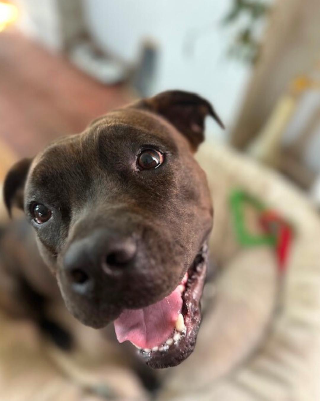 Enlarge Rosie, a Adoptable mixed breed in Valley Village, CA image 2/5