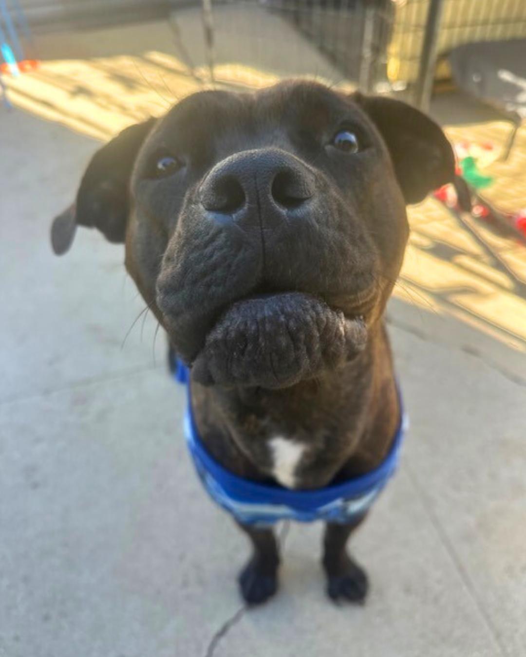 Enlarge Rosie, a Adoptable mixed breed in Valley Village, CA image 3/5