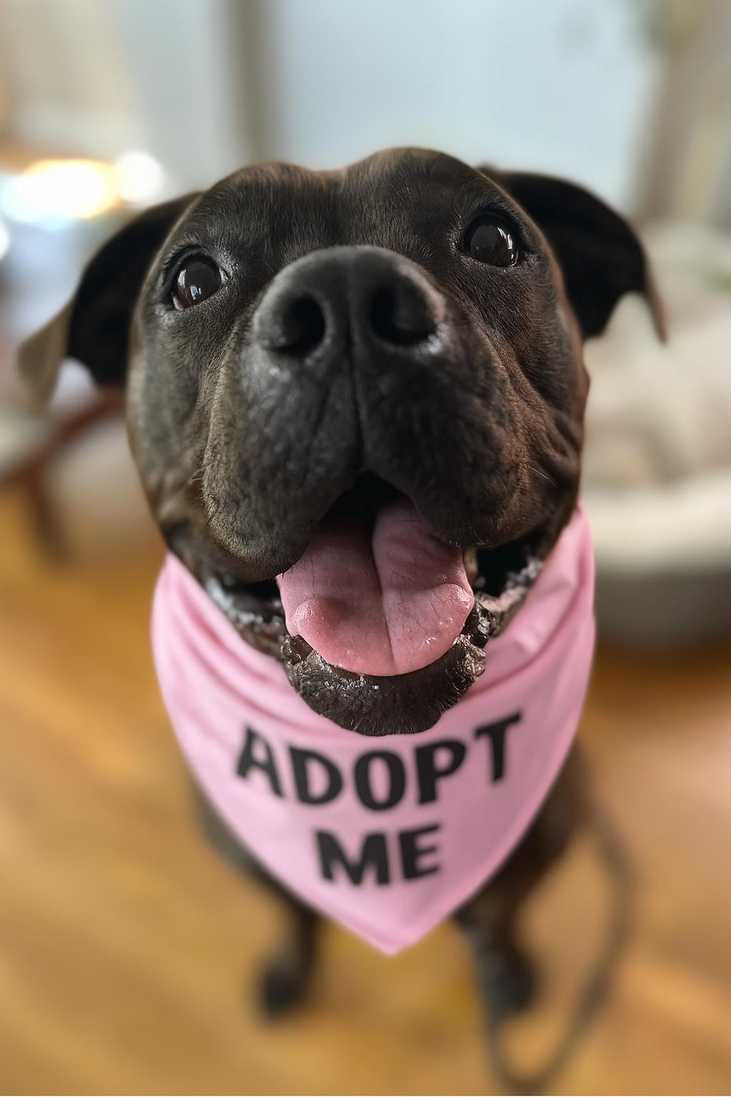 Rosie, Adoptable, Young Female Pit Bull Terrier & Boxer.