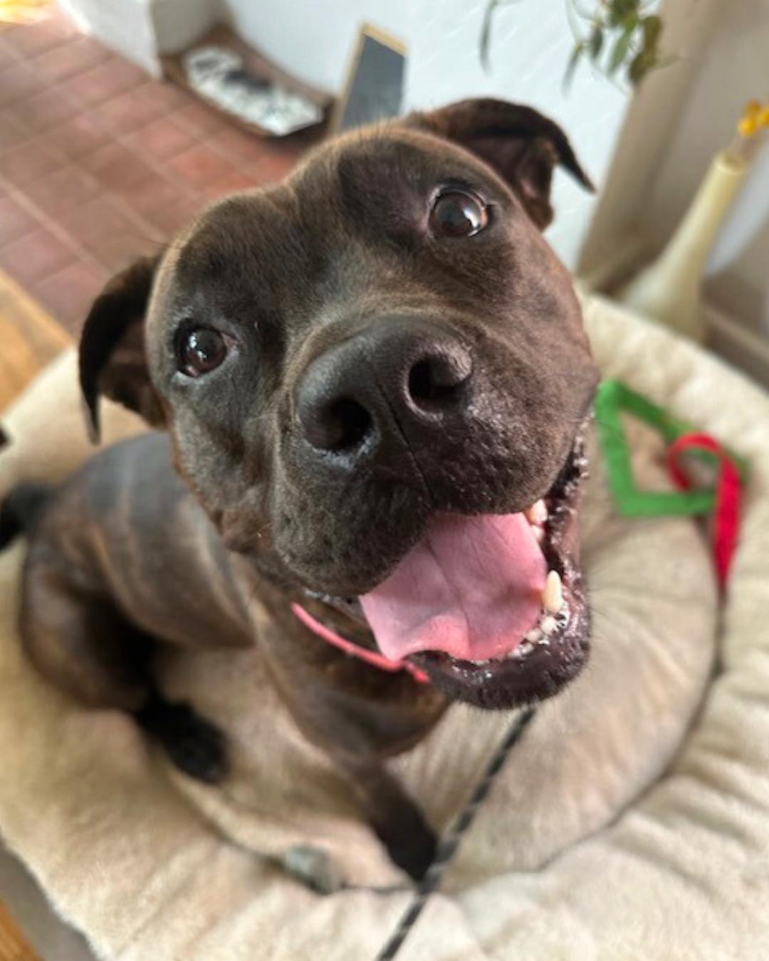 Enlarge Rosie, a Adoptable mixed breed in Valley Village, CA image 5/5