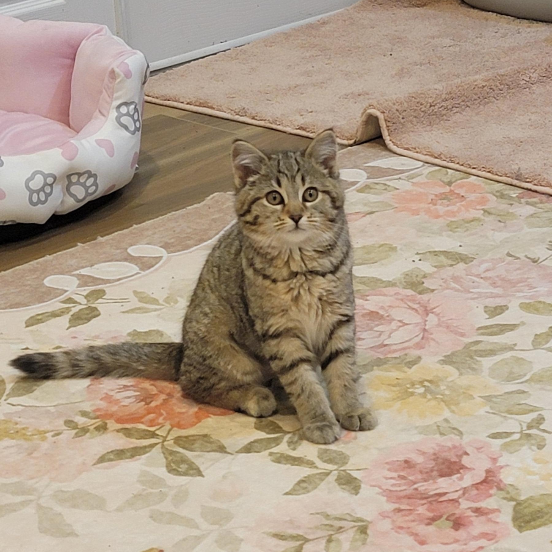 Enlarge Cinnamon , a ADOPTABLE mixed breed in Wyandotte, MI image 2/5