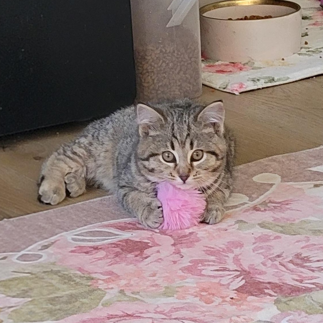 Enlarge Cinnamon , a ADOPTABLE mixed breed in Wyandotte, MI image 3/5