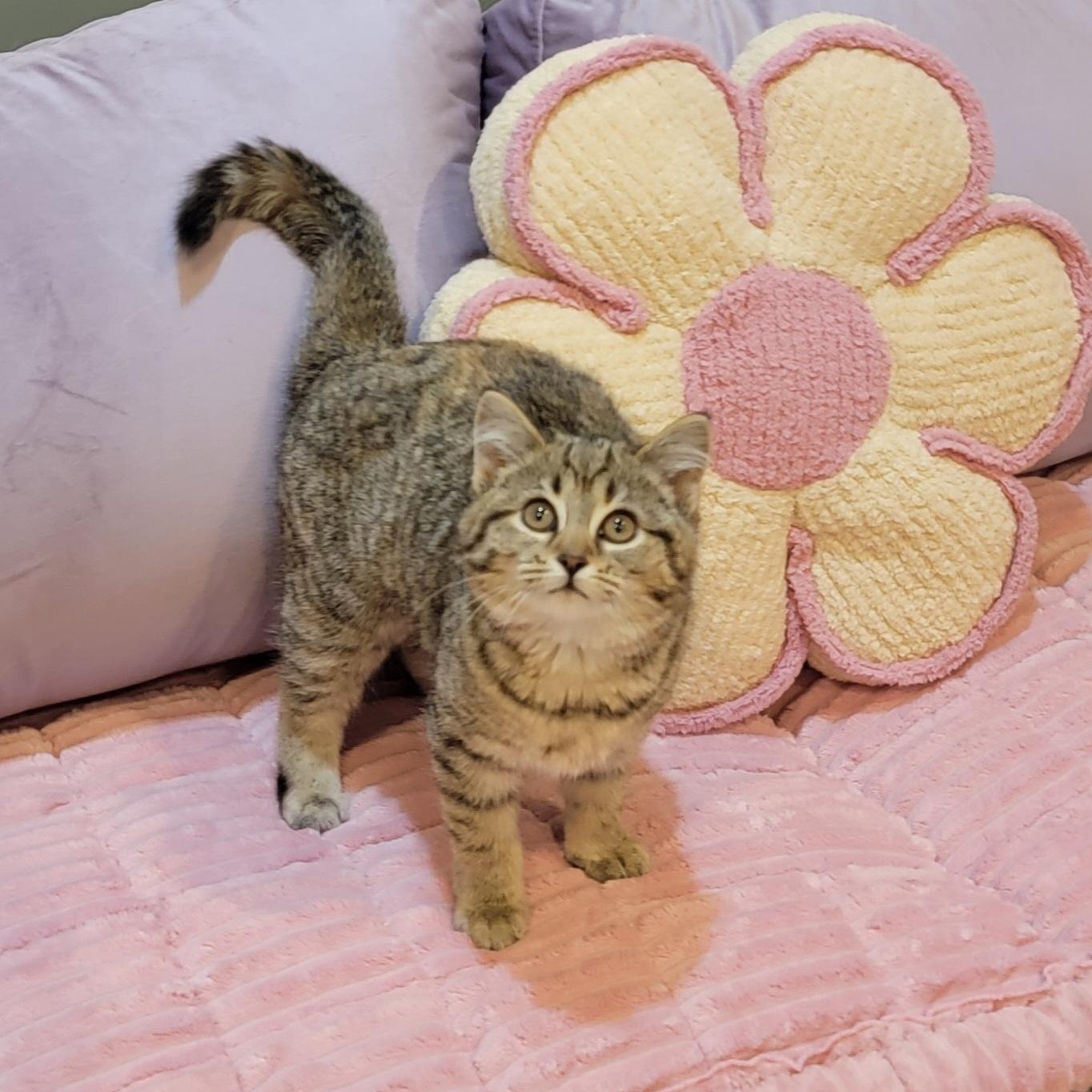 Enlarge Cinnamon , a ADOPTABLE mixed breed in Wyandotte, MI image 4/5