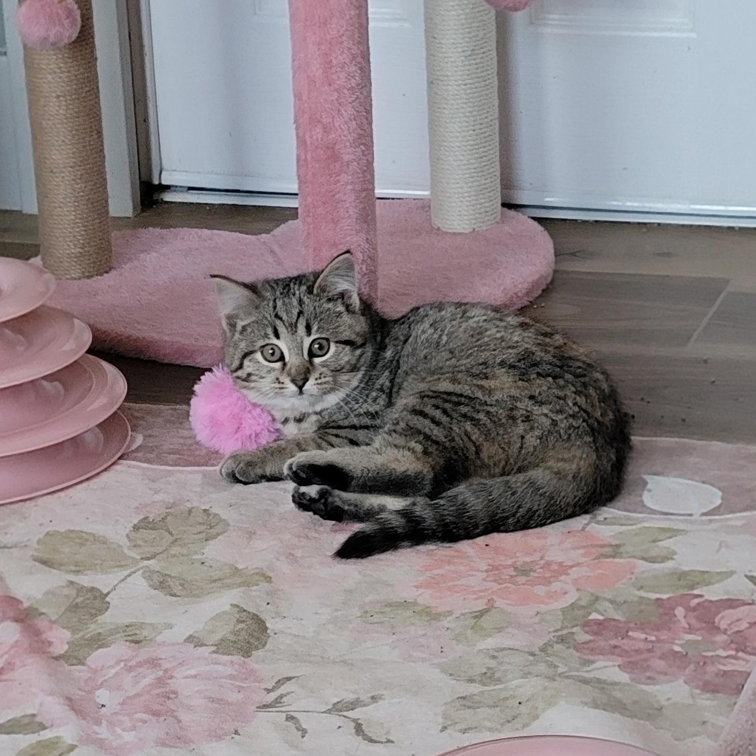 Enlarge Cinnamon , a ADOPTABLE mixed breed in Wyandotte, MI image 5/5