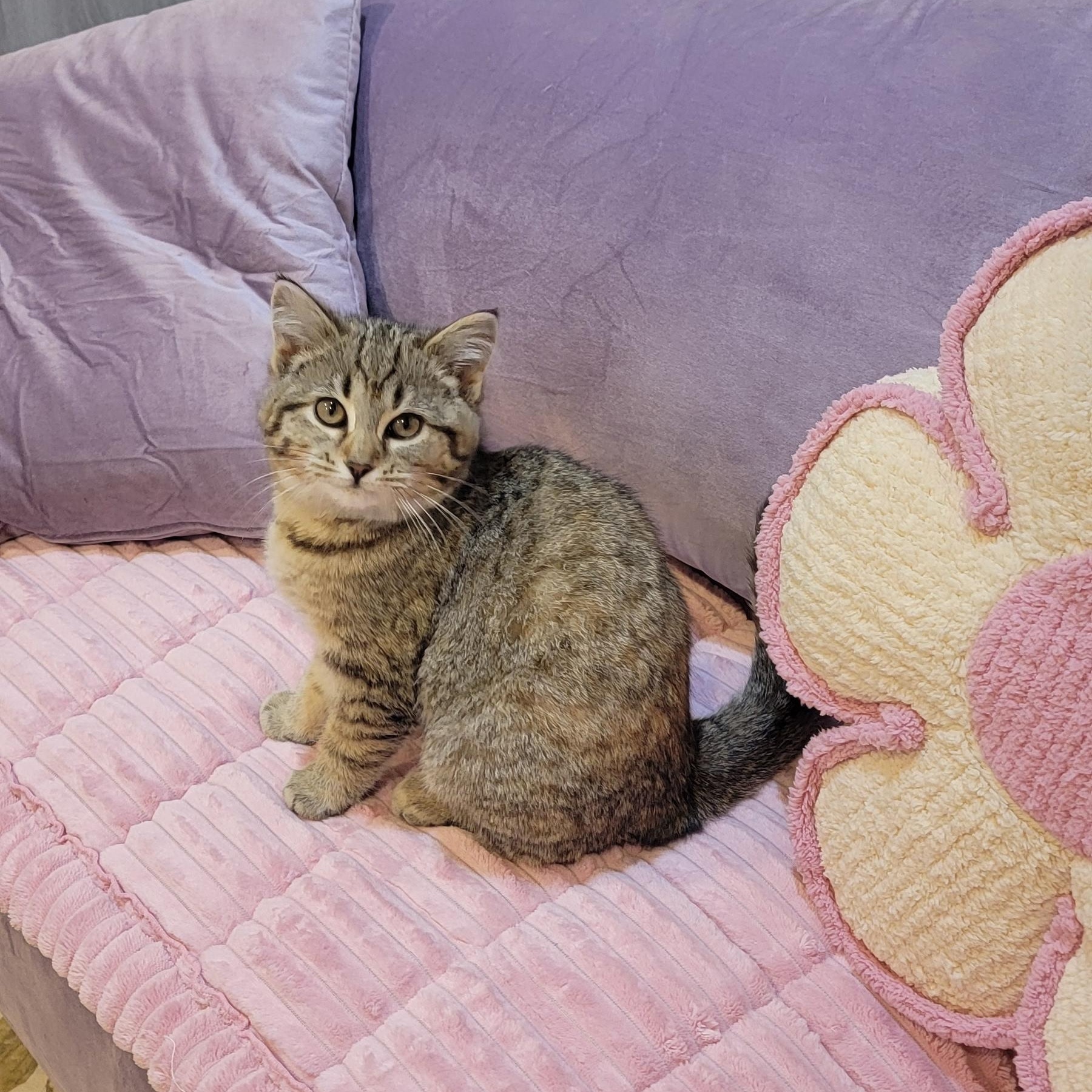 Cinnamon , ADOPTABLE, Kitten Female Domestic Short Hair.