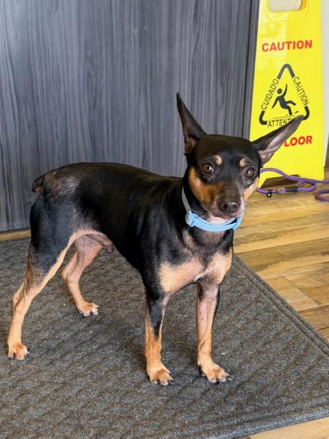 Enlarge Jack, a ADOPTABLE Miniature Pinscher in Ashland, KY image 1/1