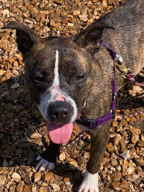 Enlarge Stranger, a Adoptable Pit Bull Terrier in O Fallon, IL image 2/3