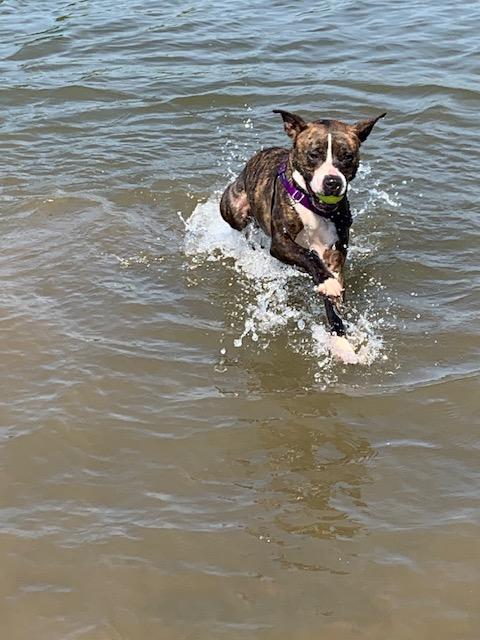 Enlarge Stranger, a Adoptable Pit Bull Terrier in O Fallon, IL image 3/3