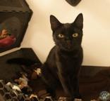 Ariella, adopted, Adult Female Domestic Short Hair.