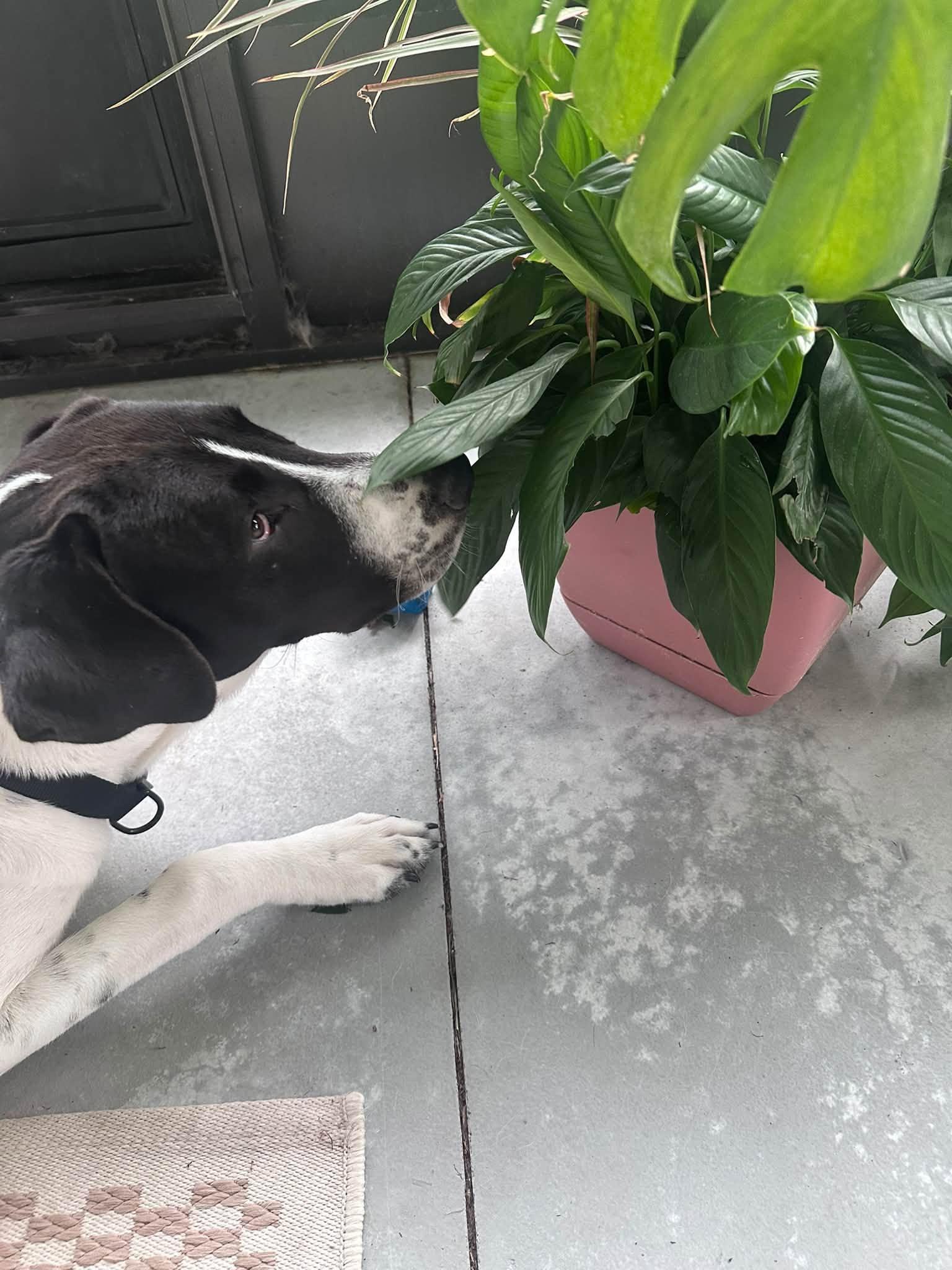 Enlarge King, a Adoptable mixed breed in New Smyrna Beach, FL image 3/3